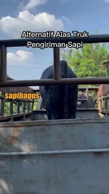 Alternatif-Alas-Truk-Pengiriman-Sapi